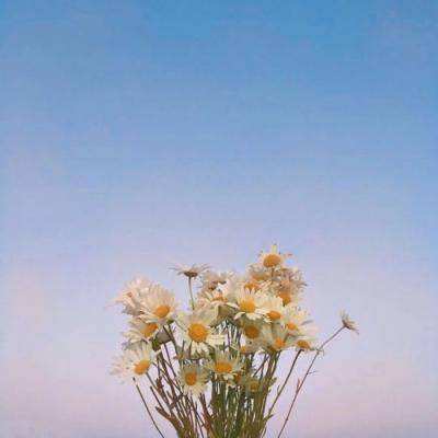 暮光花嫁手游下载